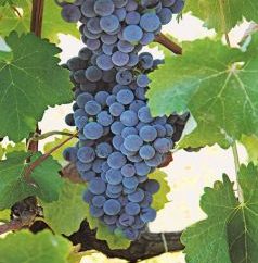 Ontdek Kretenzische wijnen – Proeverij